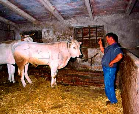 Livio Sassetti of Pertimali with the cattle that he breeds alongside his wine business  Montalcino Tuscany Italy