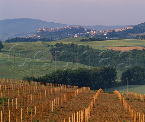 New vineyard with spa town of Chianciano Terme   beyond near Montepulciano Tuscany Italy   Vino Nobile di Montepulciano