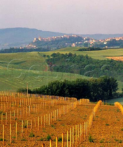 New vineyard with the spa town of Chianciano Terme   beyond near Montepulciano Tuscany Italy   DOCG Vino Nobile di Montepulciano