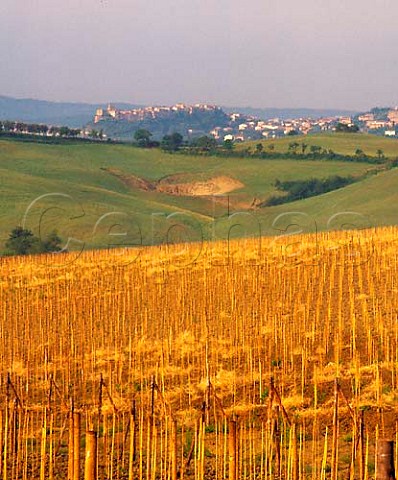 Forest of canes in new vineyard with spa town of   Chianciano Terme beyond near Montepulciano Tuscany   Italy DOCG Vino Nobile di Montepulciano