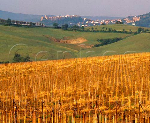 Forest of canes in new vineyard with spa town of   Chianciano Terme beyond near Montepulciano Tuscany   Italy DOCG Vino Nobile di Montepulciano