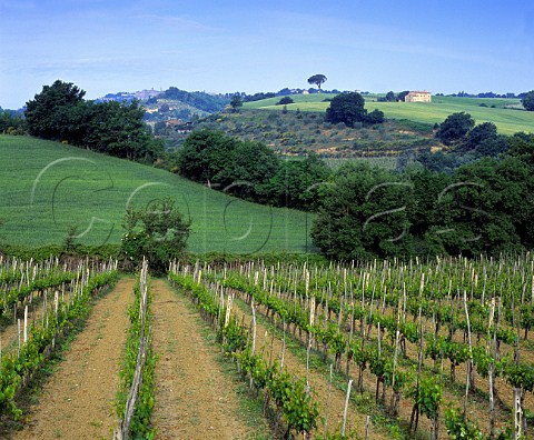 Vineyard near Montepulciano Tuscany Italy   Vino Nobile di Montepulciano