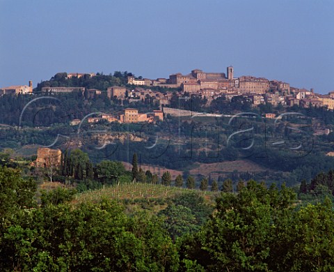 Vineyard below the hilltop town of Montepulciano Tuscany Italy   Vino Nobile di Montepulciano