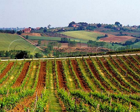 Vineyard near Argiano Montepulciano Tuscany DOCG   Vino Nobile di Montepulciano