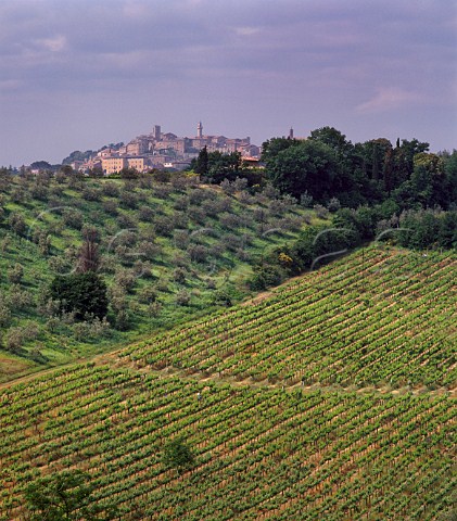 The hilltop town of Montepulciano with vineyard and  olive grove in foreground  Tuscany Italy   Vino Nobile di Montepulciano