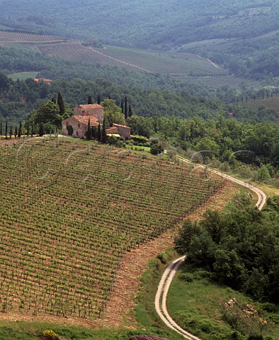 Casa Vecchia vineyard of Castello di Volpaia near   Radda in Chianti Tuscany Chianti Classico