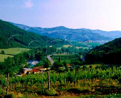 Vineyard on the Selvapiana estate above the   Sieve River Pontassieve Tuscany Italy   Chianti Rufina