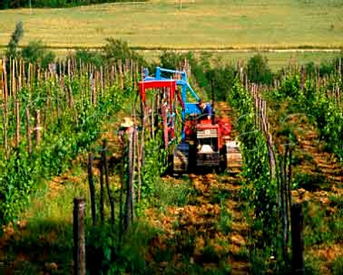 Machine that lifts the foliage and runs 2 stringsalong underneath one either side thus keeping thecanopy aloft It automatically clips the stringstogether at regular intervals with a metal bandSelvapiana Estate Pontassieve Tuscany Chianti Rufina