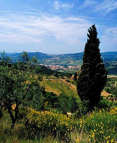 Cypress and olive trees above Rufina and the Sieve valley viewed from Castiglioni Tuscany Italy   Chianti Rufina