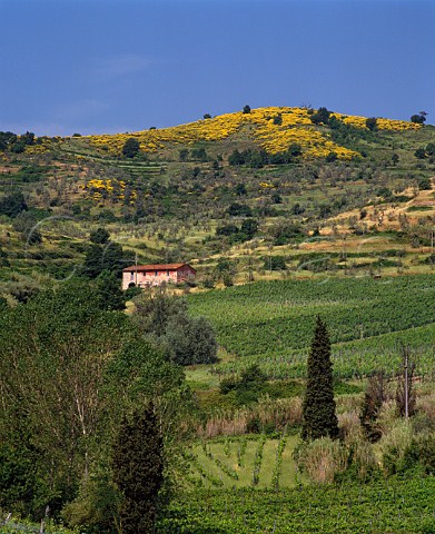 Vineyards of Tenuta di Capezzana Seano di Carmignano Tuscany Italy   Carmignano