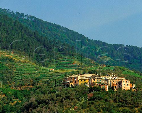 One of the tiny colourful villages near Levanto that   cling to the hillsides surrounded by scrub low trees   and a few terraced vineyards Liguria Italy