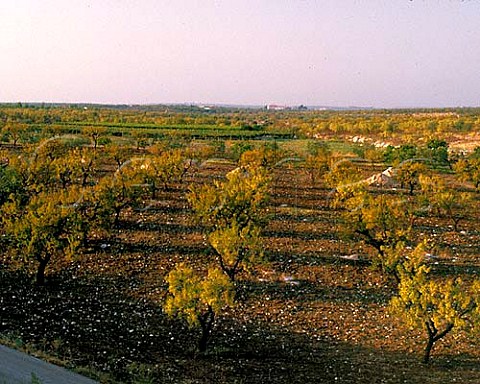 Almond grove Puglia Italy