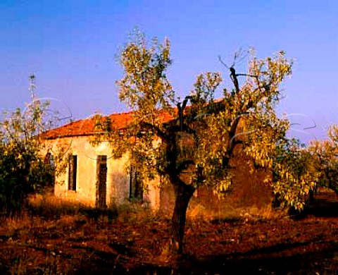 Almond trees Puglia Italy