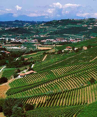 Vineyards above the Tanaro valley at Barbaresco    with the Alps in the far distance  Piemonte Italy