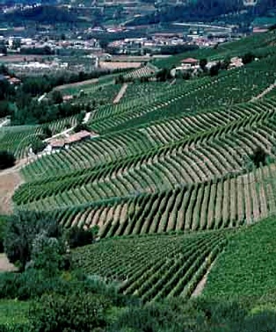 Vineyards at Barbaresco with the Tanaro Valley   beyond   Piemonte Italy