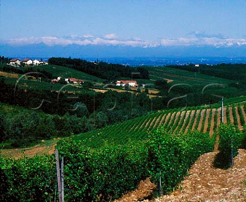 Vineyards of Tenuta la Meirana Gavi Piemonte   Italy   Gavi