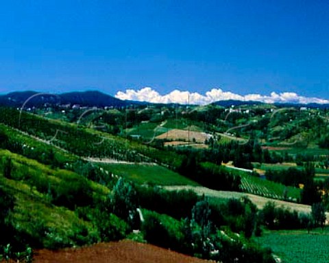 Vineyard landscape near Parodi Ligure Piemonte   Italy      Gavi  Dolcetto di Ovada