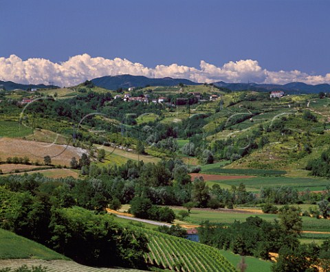 Vineyards near Parodi Ligure Piemonte  Italy  Cortese di Gavi  Dolcetto di Ovada