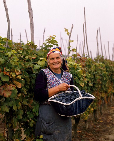 Woman holding basket of harvested Nebbiolo grapes   La Morra Piemonte Italy    Barolo