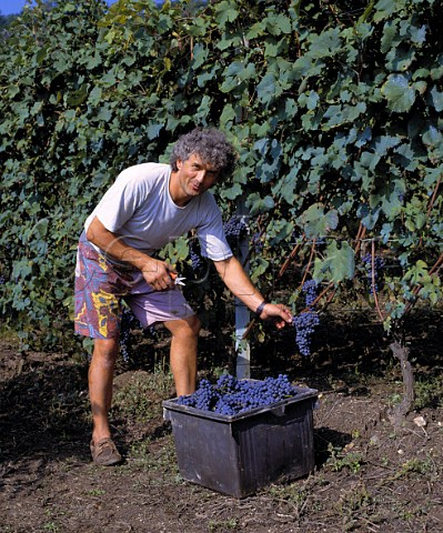Roberto Voerzio harvesting his Nebbiolo grapes in   La Serra vineyard He has previously thinned out the   bunches in the summer to ensure that the vines do   not overcrop    La Morra Piemonte Italy  Barolo