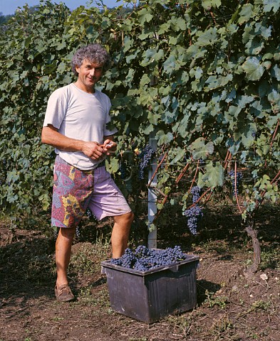 Roberto Voerzio harvesting Nebbiolo grapes in his La Serra vineyard He has previously thinned out the bunches in the summer to reduce the crop La Morra Piemonte Italy  Barolo