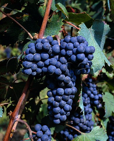 Dolcetto grapes  Piemonte Italy