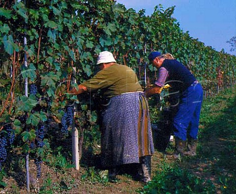 Harvesting Dolcetto grapes of Poderi Marcarini in   vineyard at La Morra Piemonte Italy