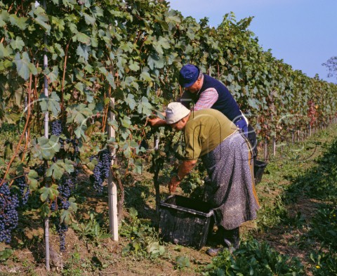 Harvesting Dolcetto grapes in vineyard of Poderi Marcarini La Morra Piemonte Italy