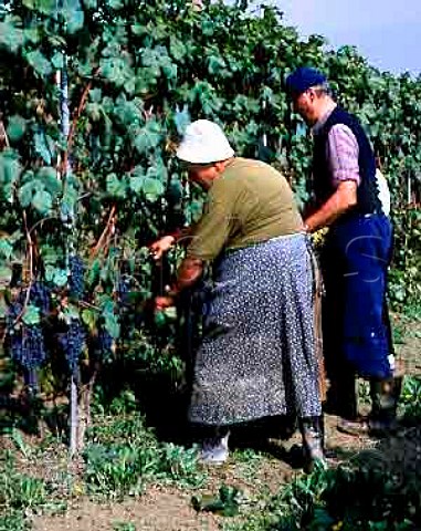 Harvesting Dolcetto grapes of Poderi Marcarini   La Morra Piemonte Italy