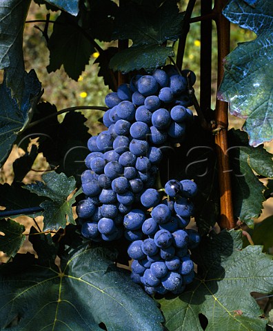 Barbera grapes Piemonte Italy