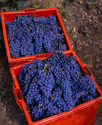 Crates of Nebbiolo grapes from the La Serra vineyard of Roberto Voerzio La Morra Piemonte Italy Barolo