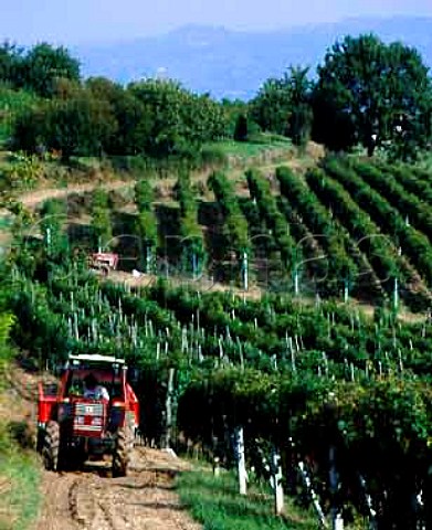 Roberto Voerzio taking trailer of harvested Nebbiolo   grapes from his La Serra vineyard to his winery in La   Morra Piemonte Italy   Barolo