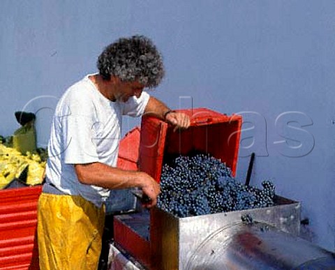 Roberto Voerzio tipping Nebbiolo grapes into his   crusherdestemmer    La Morra Piemonte Italy     Barolo