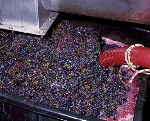 Nebbiolo grapes after destemming and crushing   Cantina Roberto Voerzio La Morra Piemonte Italy    Barolo