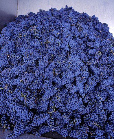 Harvested Cabernet Sauvignon grapes of   Tenuta dell Ornellaia Bolgheri Tuscany Italy