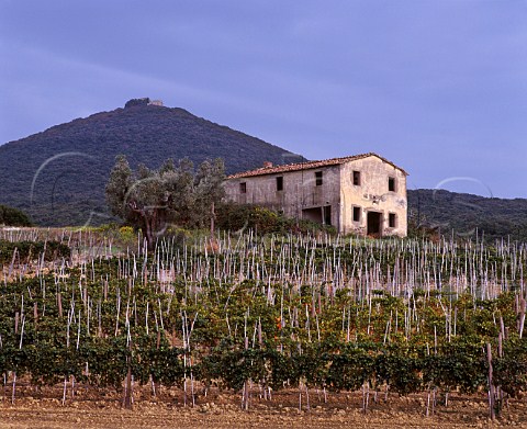 Merlot vineyard of Tenuta dell Ornellaia   Bolgheri Tuscany Italy      Bolgheri