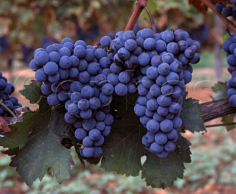 Cabernet Sauvignon grapes of Ornellaia   Bolgheri Tuscany Italy