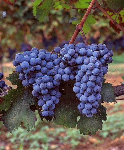 Cabernet Sauvignon grapes of Ornellaia   Bolgheri Tuscany Italy