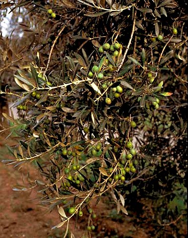 Olives on tree Tenuta Ornellaia Bolgheri Tuscany   Italy