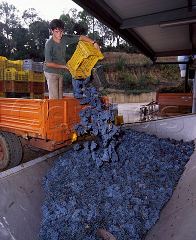 Unloading Cabernet Sauvignon grapes at Tenuta dellOrnellaia  Bolgheri Tuscany Italy