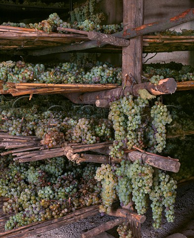 Trebbiano and Malvasia grapes drying on rush mats for Vin Santo in the vinsantaria of Isole e Olena Barberino Val dElsa Tuscany Italy