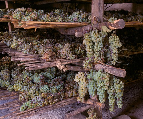 Trebbiano and Malvasia grapes drying for Vin Santo   in the vinsantaria of Isole e Olena      Barberino Val dElsa Tuscany Italy