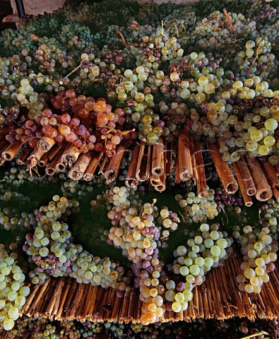 Trebbiano and Malvasia grapes drying for Vin Santo in the vinsantaria of Isole e Olena    Tuscany   Italy
