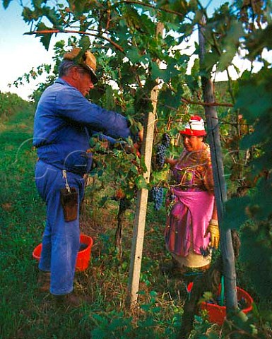 Harvesting Canaiolo grapes of Isole e Olena   Tuscany Italy Chianti Classico