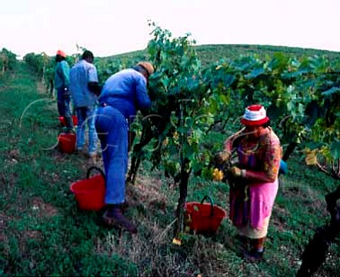 Harvesting Canaiolo grapes of Isole e Olena   Barberino Val dElsa Tuscany Italy   Chianti Classico