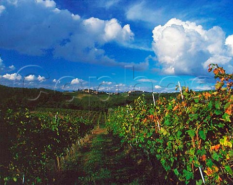 Vineyard of Isole e Olena  Near Barberino   Val dElsa Tuscany Italy  Chianti Classico