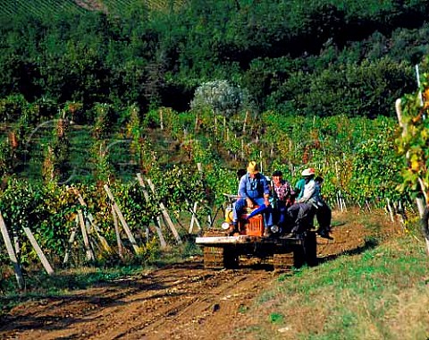 Workers in vineyards of Isole e Olena Barberino Val   dElsa Tuscany Italy Chianti Classico