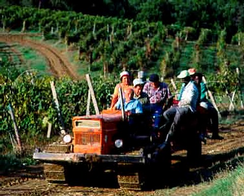 Workers in vineyards of Isole e Olena   Barberino Val dElsa Tuscany Italy   Chianti Classico