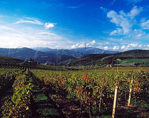 The Montesodi vineyard on the Castello di Nipozzano   estate the property of Marchesi deFrescobaldi   Pontassieve Tuscany Italy Chianti Rufina