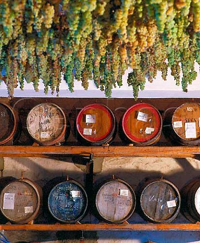 Trebbiano and Malvasia grapes hanging up to dry for   Vin Santo at Selvapiana The small barrels   caratelli are where the wine is fermented and aged   for up to 6 years    Pontassieve Tuscany Italy